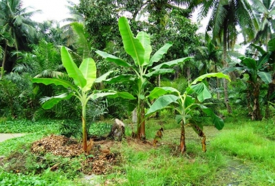 rumpun pohon pisang 2 jpg 5dee9954097f367a721a8ec2
